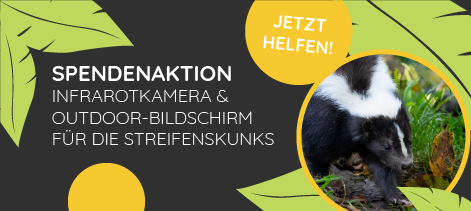 Zoofreunde_Skunks